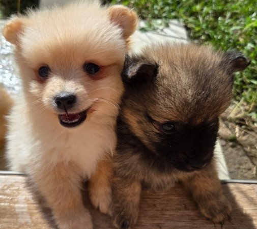 Német közép spicc