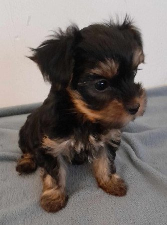 Yorkshire terrier