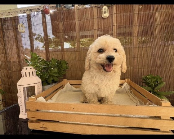 Maltipoo maltai selyem + torpe uszkar