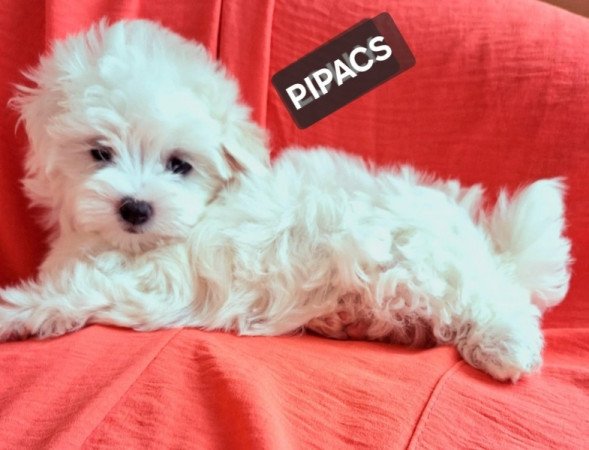 Bichon havanese