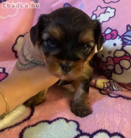 Yorkshire Terrier Kiskutyàk