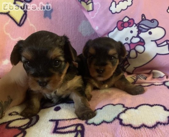 Yorkshire Terrier Kiskutyàk