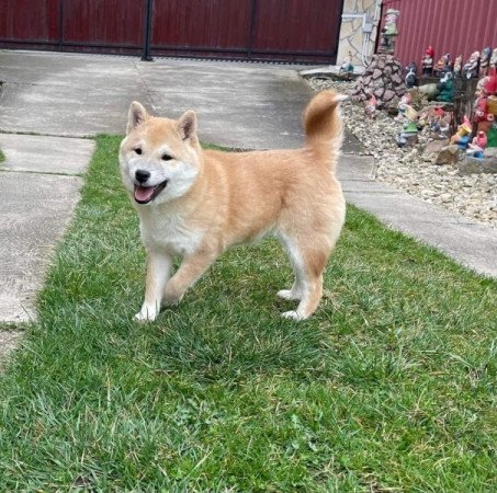 Shiba inu