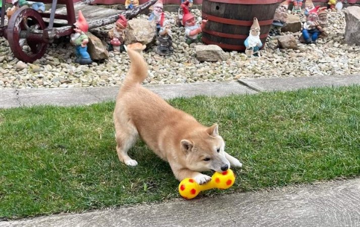 Shiba inu