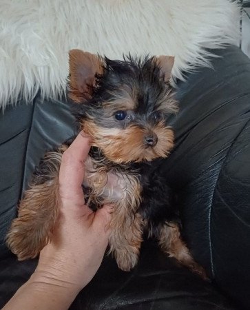 yorkshire terrier , yorki