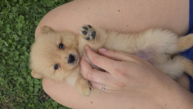 Német közép spicc