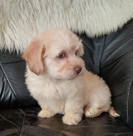 bichon havanese