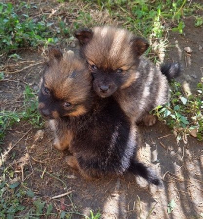 Német közép spicc