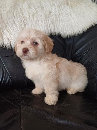 bichon havanese