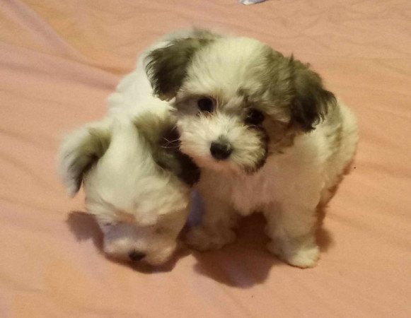 Bichon Havanese