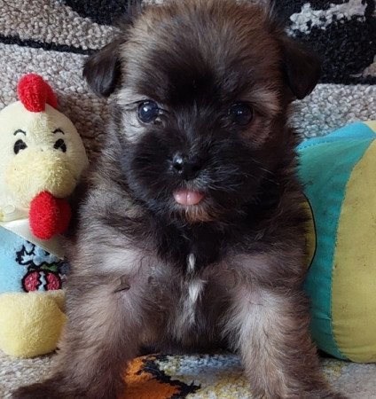 Bichon havanese