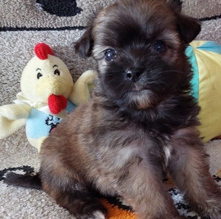 Bichon havanese