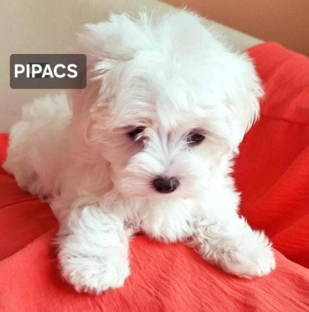 Bichon havanese