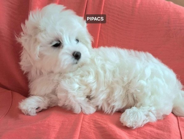 Bichon havanese