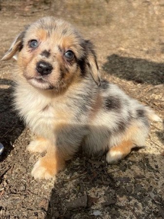 Welsh Corgi Pembroke