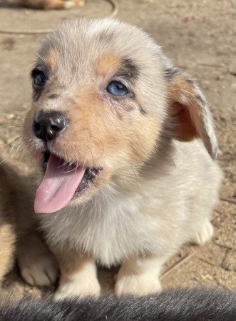 Welsh Corgi Pembroke