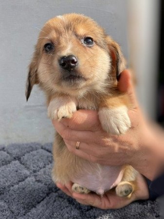 Welsh Corgi Pembroke