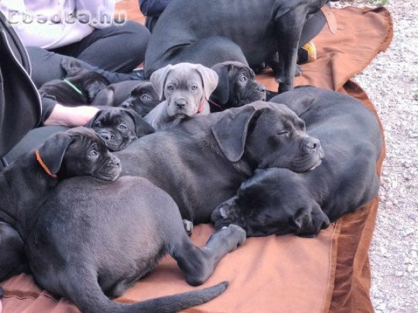 Kitűnő idegrendszerű Cane Corsok tenyésztőtől