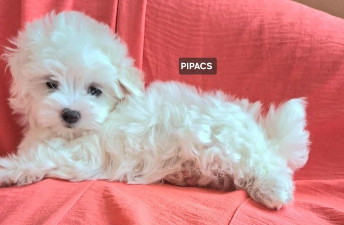 Bichon havanese