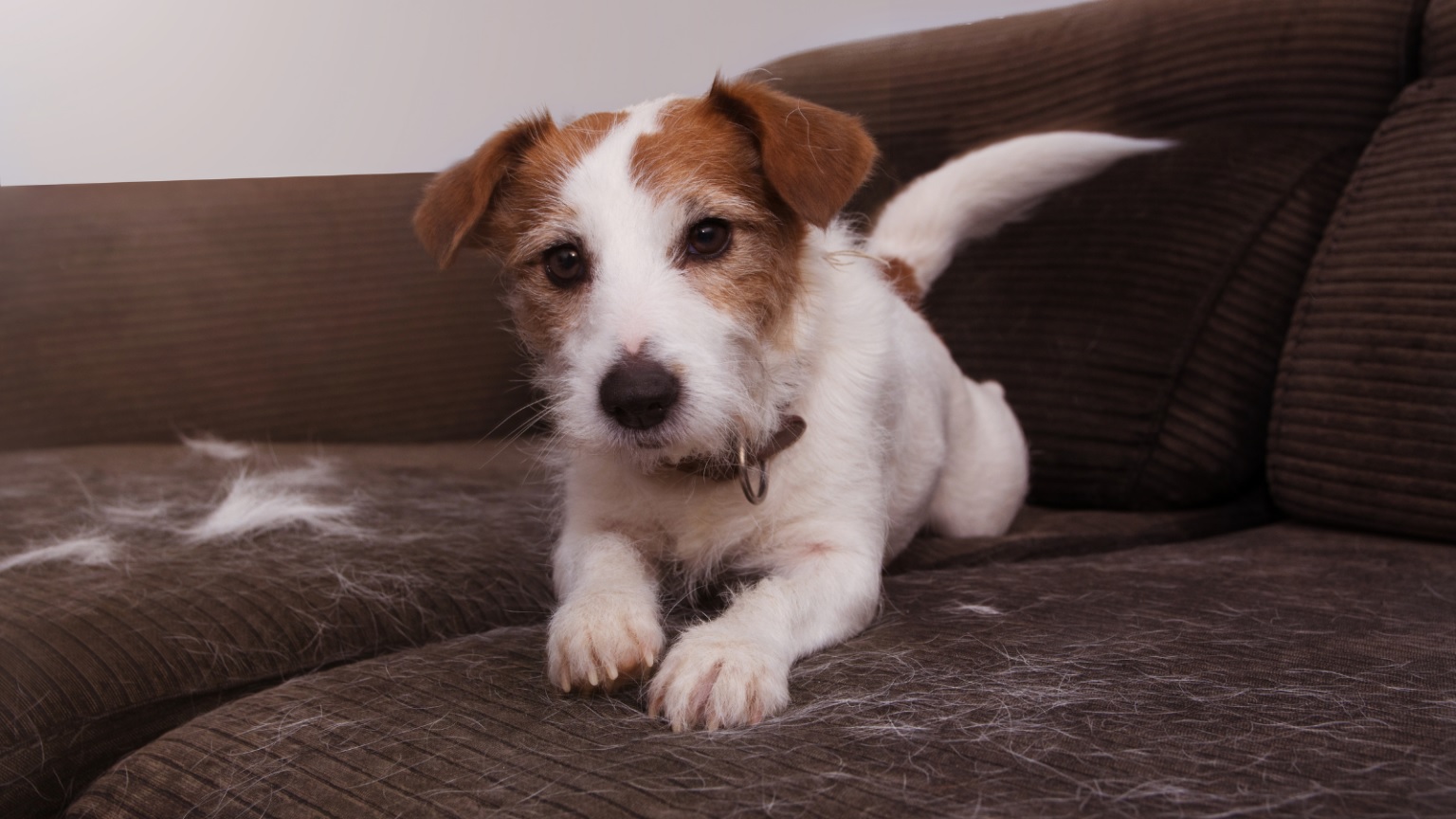 Hogyan ápold kutyád bundáját ősszel