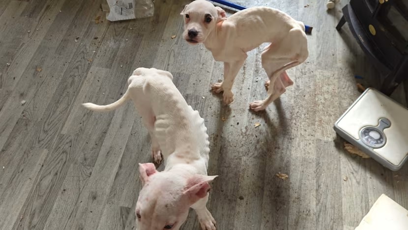 Súlyosan elhanyagolt kutyák miatt tiltották el a kent-i nőt