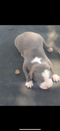 Keresek pedigrees fedező kant, vagy vennék kan kiskutyát!