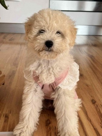 Máltai+uszkár=Maltipoo havanese bichon