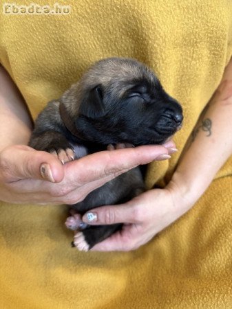 Ìr farkaskutya kölykök