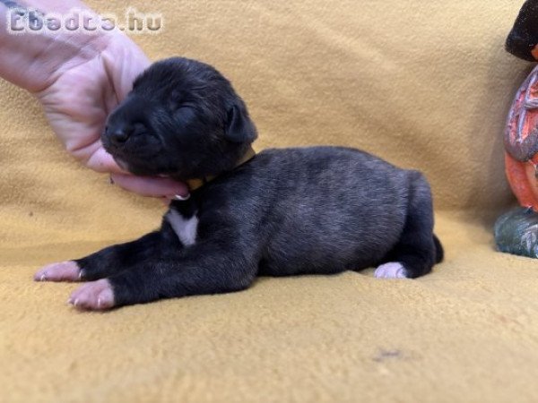 Ìr farkaskutya kölykök