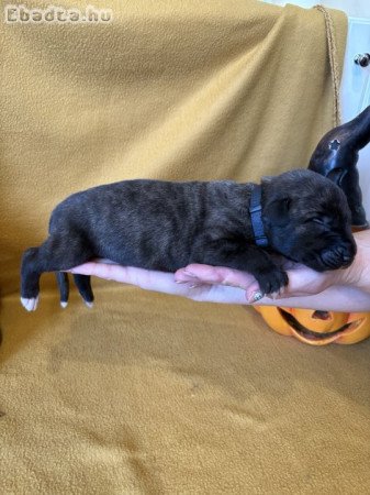 Ìr farkaskutya kölykök