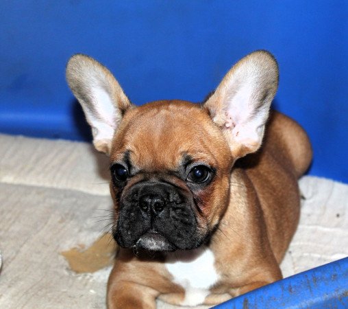 Budapest, XX. kerület