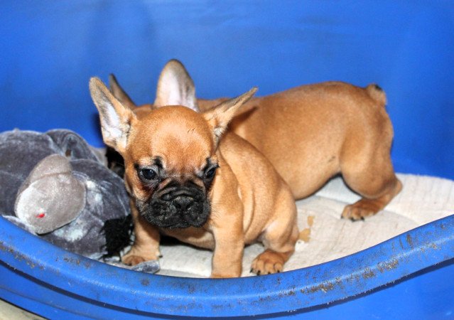 Budapest, XX. kerület