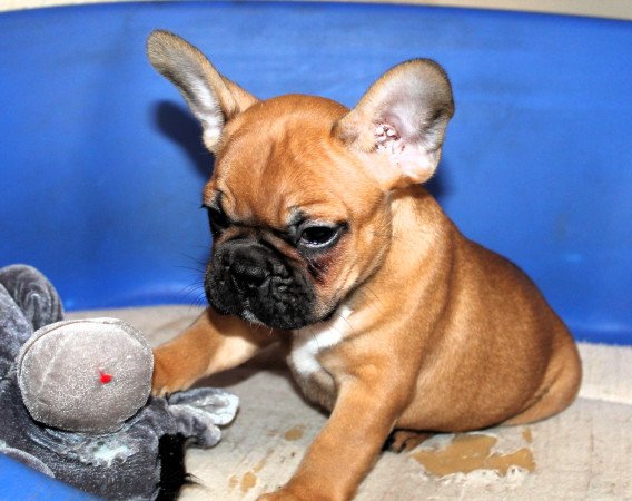 Budapest, XX. kerület