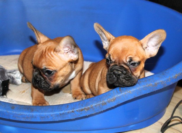 Budapest, XX. kerület