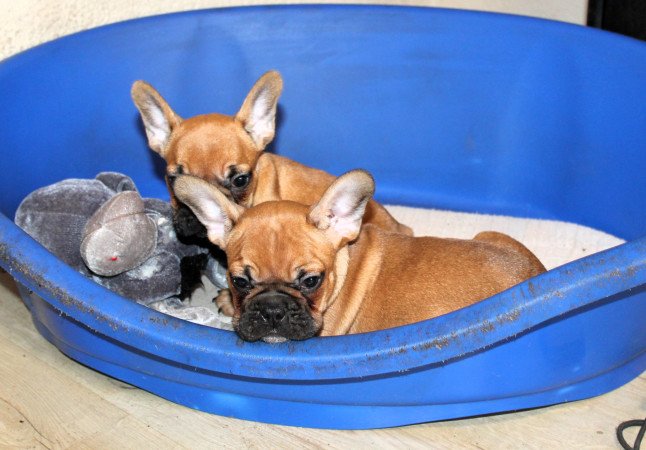 Budapest, XX. kerület