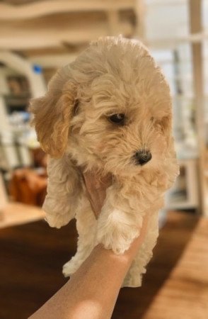 Maltipoo maltai selyem es uszkar