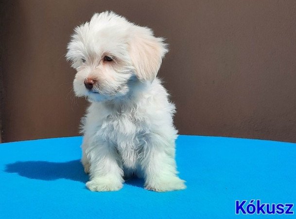 Bichon Havanese