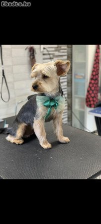 Fajtatiszta Yorkshire Terrier kiskutyák