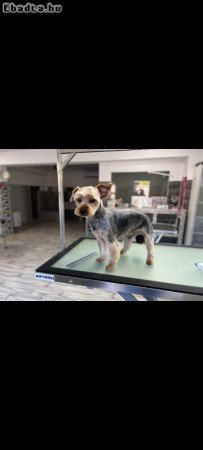 Fajtatiszta Yorkshire Terrier kiskutyák