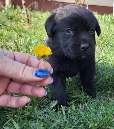 Labrador