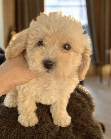 Maltipoo maltai selyem es uszkar