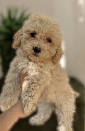 Maltipoo Maltai selyem es uszkar