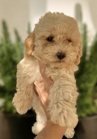 Maltipoo Maltai selyem es uszkar