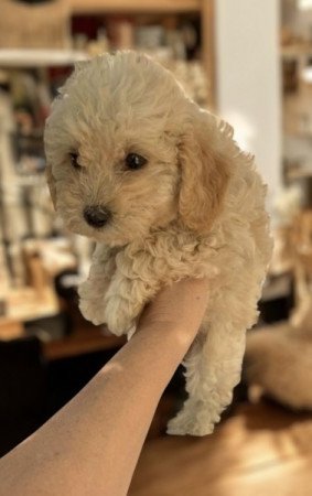 Maltipoo maltai selyem es uszkar