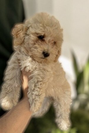 Maltipoo Maltai selyem es uszkar