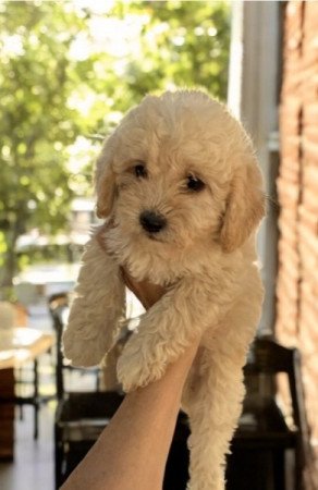 Maltipoo maltai selyem es uszkar