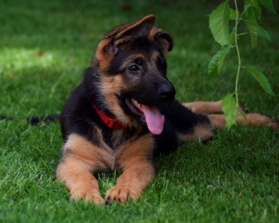 németjuhász (német juhász)