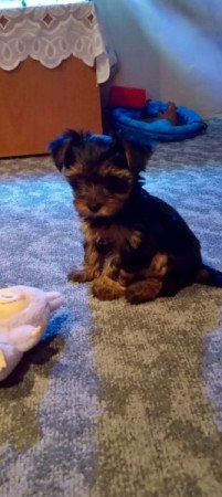 Yorkshire terrier