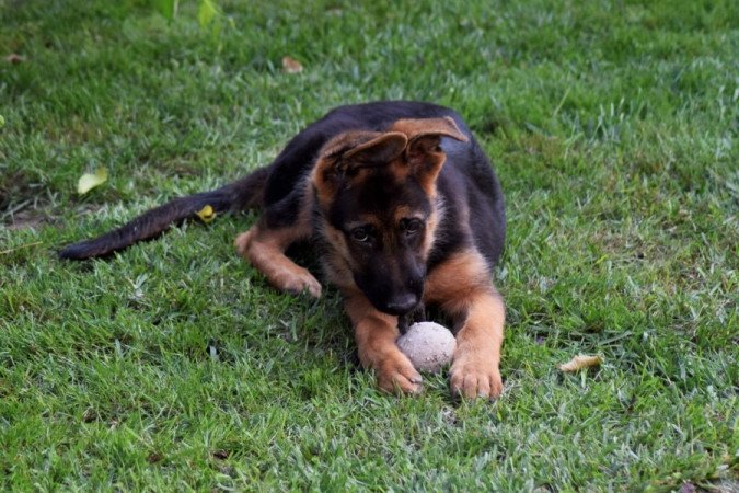 németjuhász (német juhász)