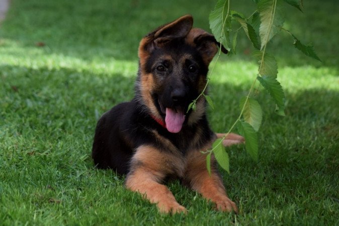 németjuhász (német juhász)